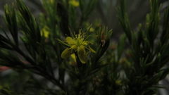 Hypericum juniperinum