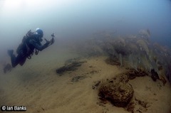 Argyrosomus japonicus