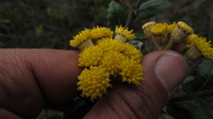 Scrobicaria ilicifolia