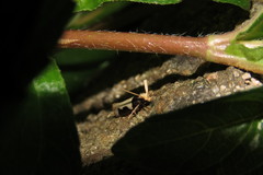 Thisizima subceratella