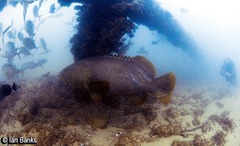Epinephelus lanceolatus