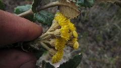 Scrobicaria ilicifolia
