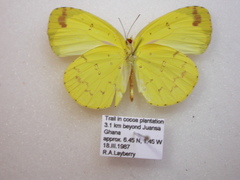 Eurema senegalensis