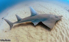 Rhynchobatus australiae