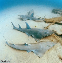 Rhynchobatus australiae