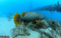 Epinephelus lanceolatus