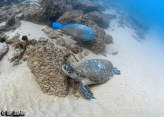 Choerodon schoenleinii