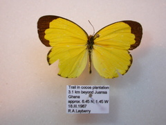 Eurema hecabe solifera