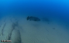 Epinephelus lanceolatus