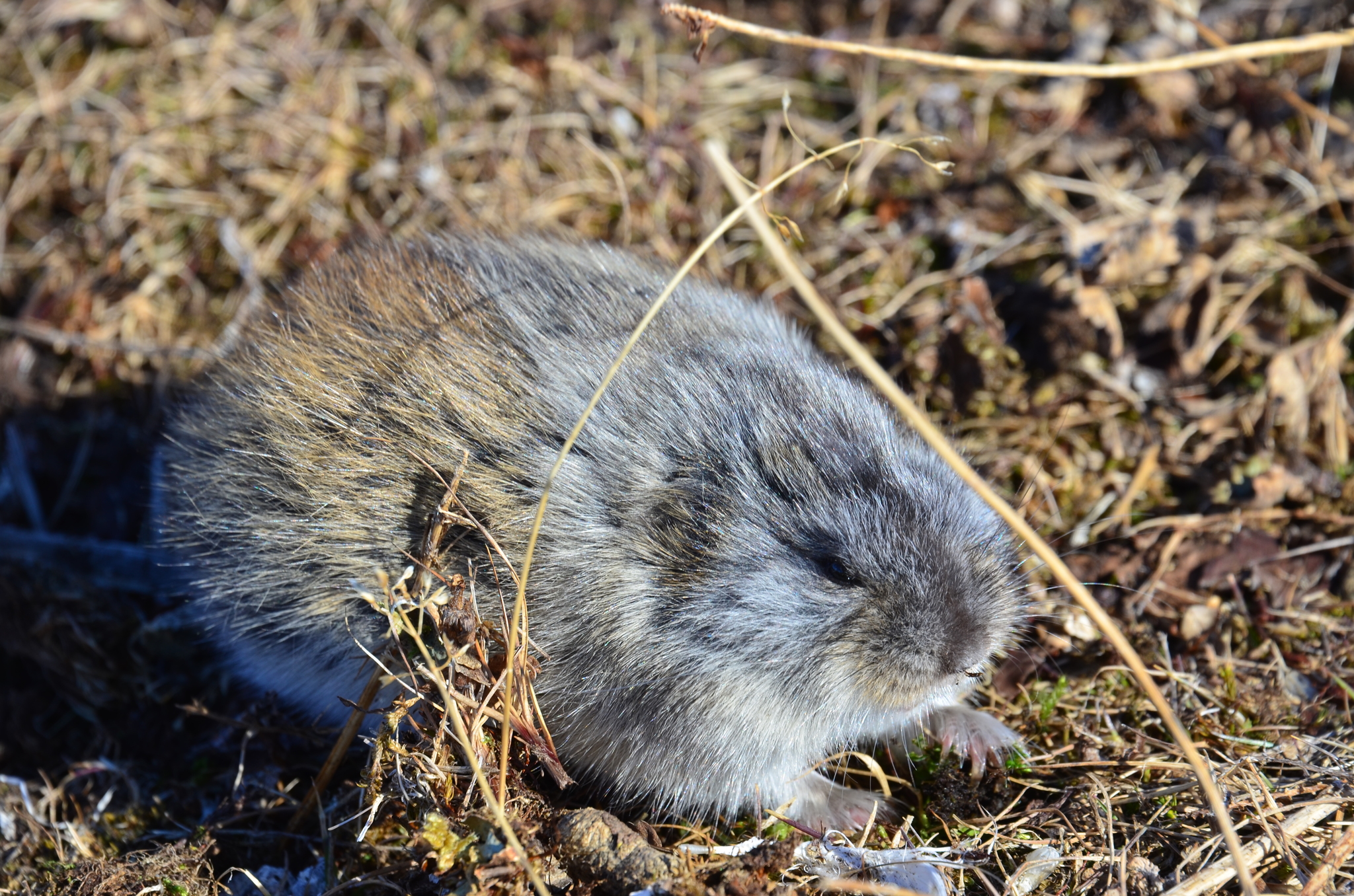 Pronunciation of Lemming  Definition of Lemming 