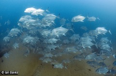 Caranx ignobilis