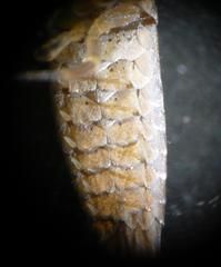 Petrobius maritimus