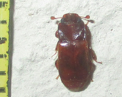 Ecnomaeus