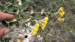Scrobicaria ilicifolia