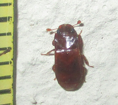 Ecnomaeus