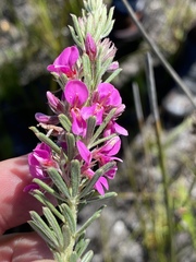 Indigofera rhodantha