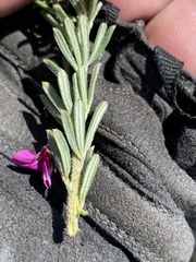 Indigofera rhodantha