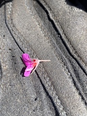 Indigofera rhodantha