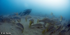 Argyrosomus japonicus