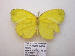 Eurema hecabe solifera