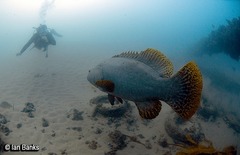 Epinephelus lanceolatus