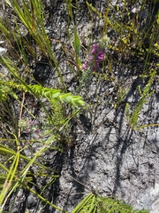 Indigofera rhodantha