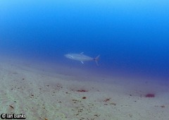 Scomberomorus commerson