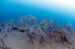 Argyrosomus japonicus