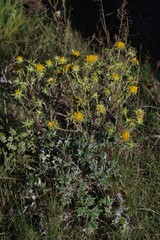 Berkheya heterophylla radiata
