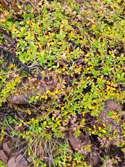 Thymus subarcticus