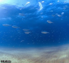 Trachinotus coppingeri