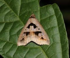 Tephriopis divulsa