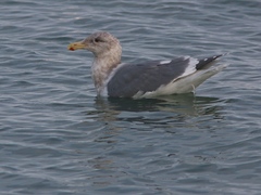 Larus schistisagus × glaucescens