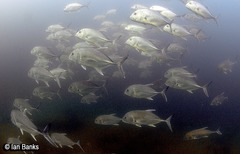 Caranx ignobilis