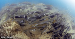 Argyrosomus japonicus