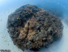 Spotted Wobbegong