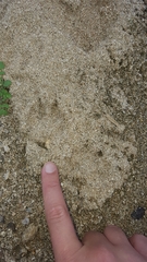 Nyctereutes procyonoides