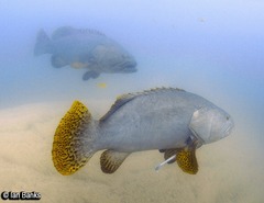 Epinephelus lanceolatus