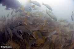 Argyrosomus japonicus