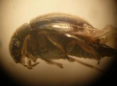 Simplocaria semistriata
