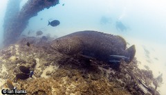 Epinephelus lanceolatus
