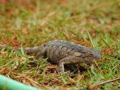 Polychrus acutirostris