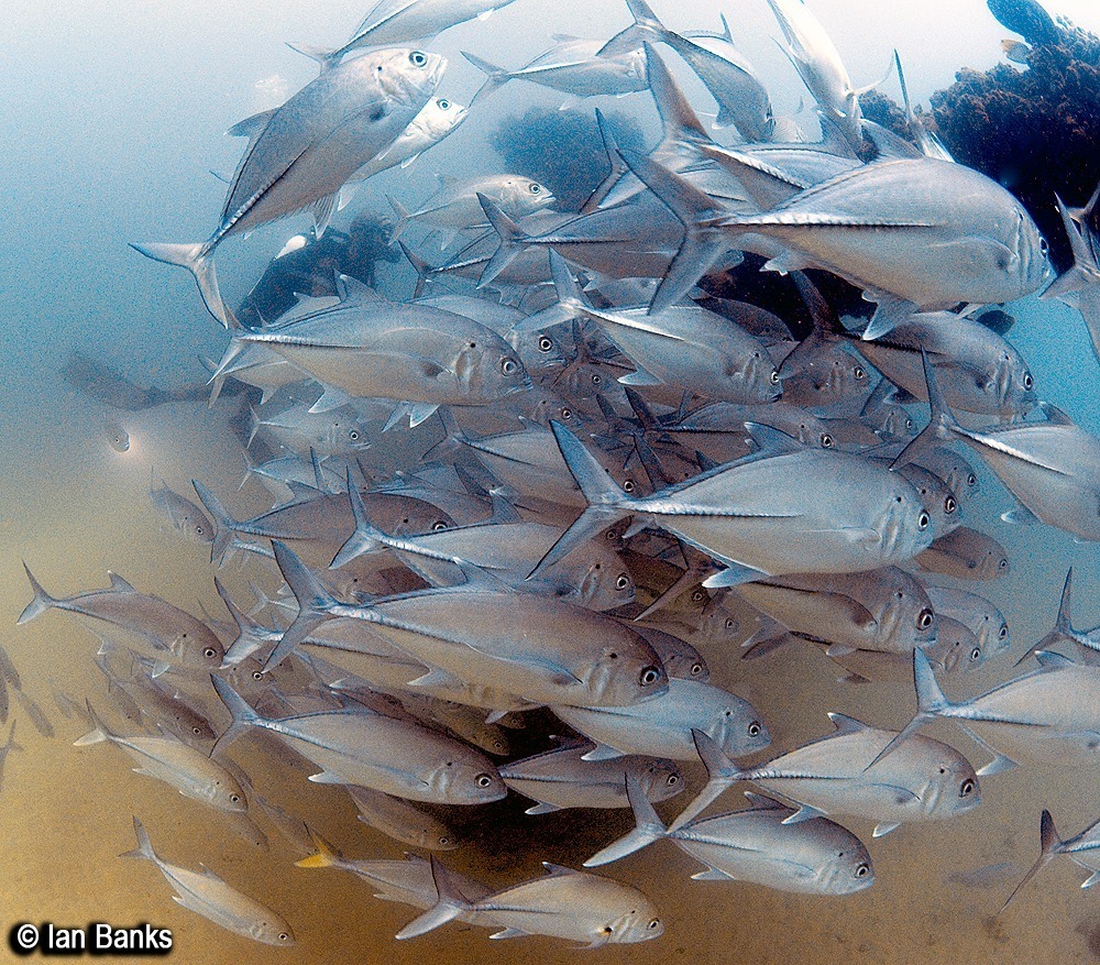 Photo of Bigeye trevally (Caranx sexfasciatus)