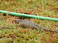 Polychrus acutirostris