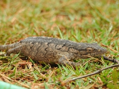 Polychrus acutirostris
