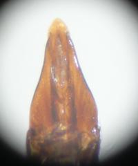 Simplocaria semistriata