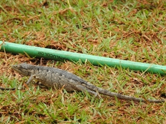 Polychrus acutirostris