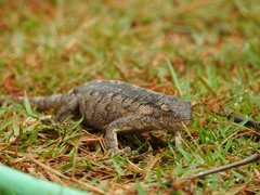 Polychrus acutirostris