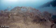 Argyrosomus japonicus