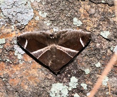 Bastilla